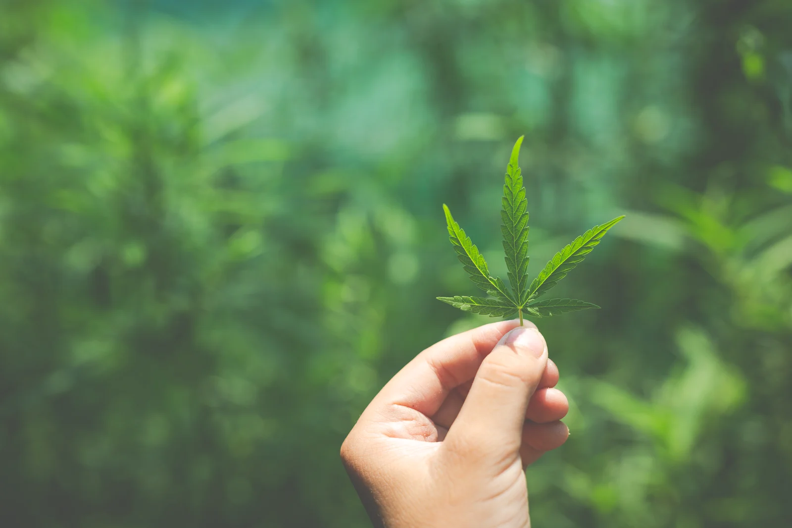 Hand holding a single cannabis leaf against a blurred green background, symbolizing the early stages of learning how to prune cannabis for optimal plant care.