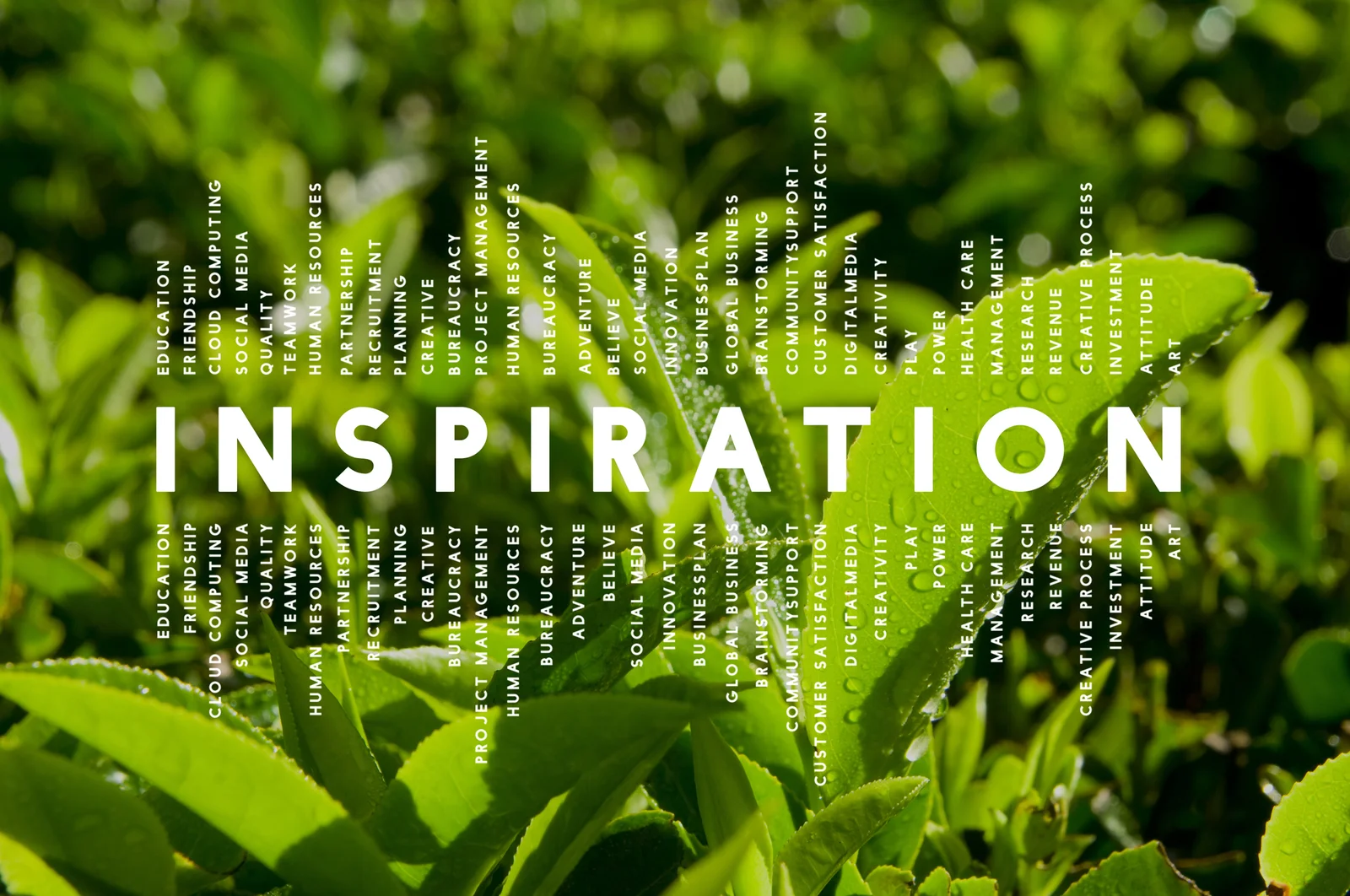 The word “INSPIRATION” surrounded by motivational terms on vibrant green leaves, symbolizing creativity and curiosity, including the question “How Long Does It Take a Cannabis Plant to Grow?”