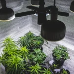 How Long Does It Take to Grow Cannabis Indoors? A Timeline for Success