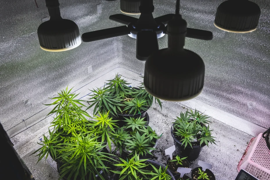 Young cannabis plants growing under artificial light in an indoor grow tent, illustrating the early vegetative stage in a seed to harvest indoor setup.