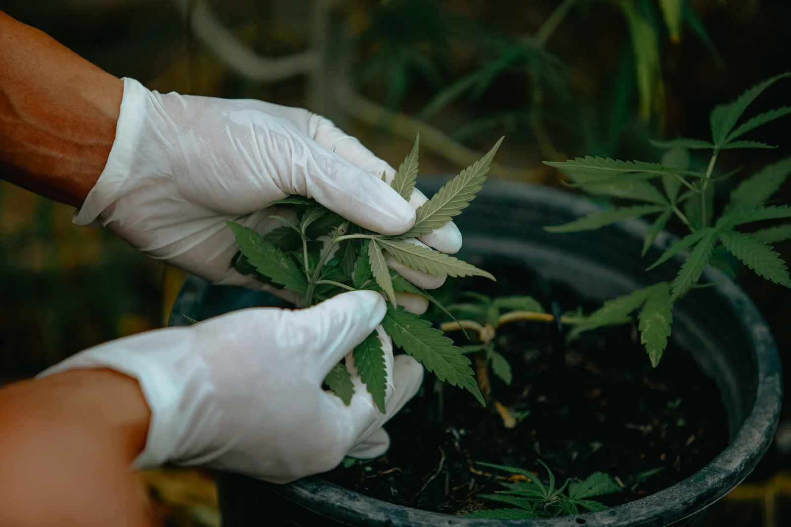 Close-up of hands in white gloves tending to young cannabis plants in a pot, illustrating the vegetative phase in how long to grow cannabis from seed.