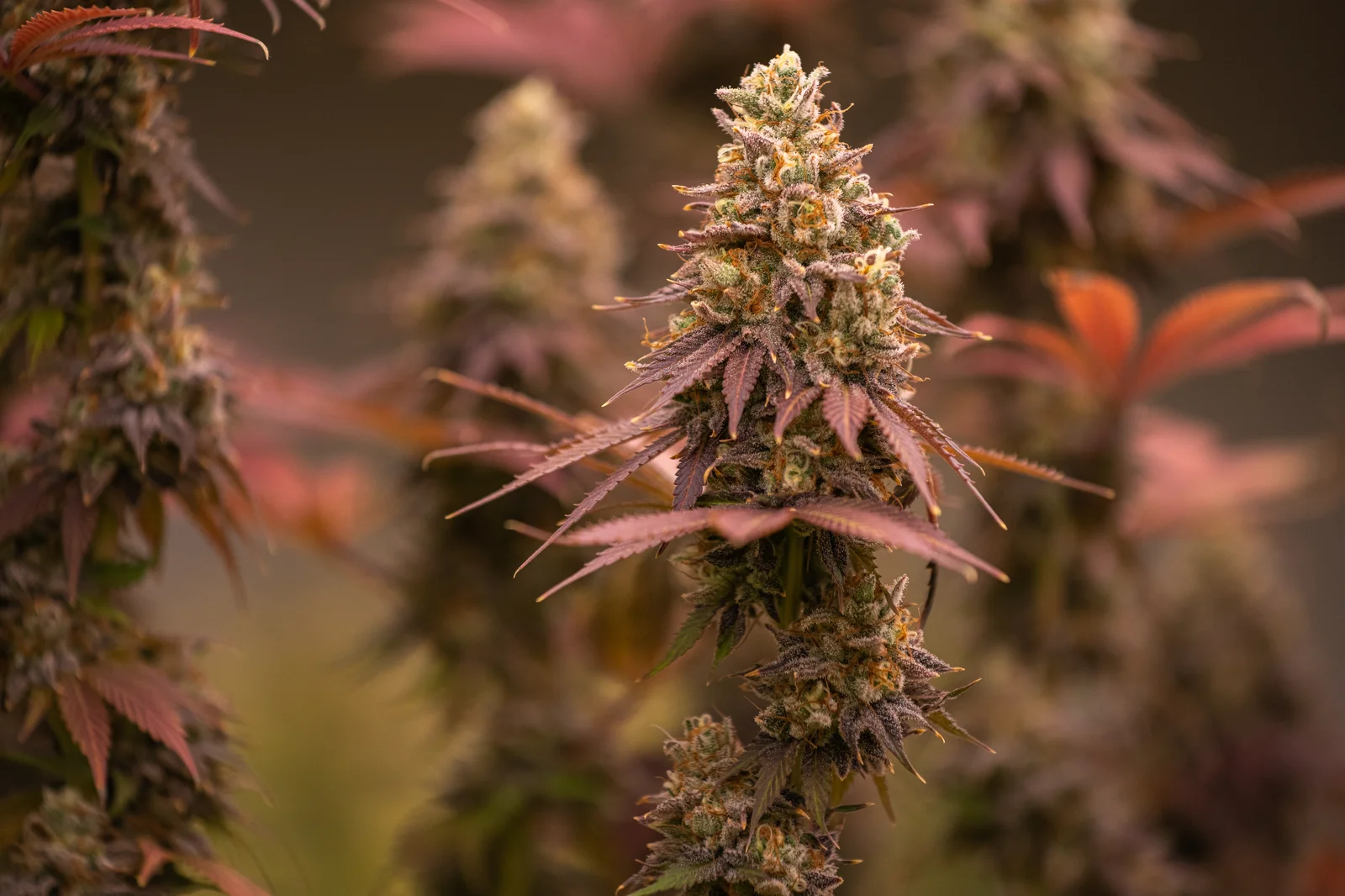 Mature cannabis plants with dense, colorful buds ready for harvest, visually answering how long does cannabis take to grow from seed to full maturity