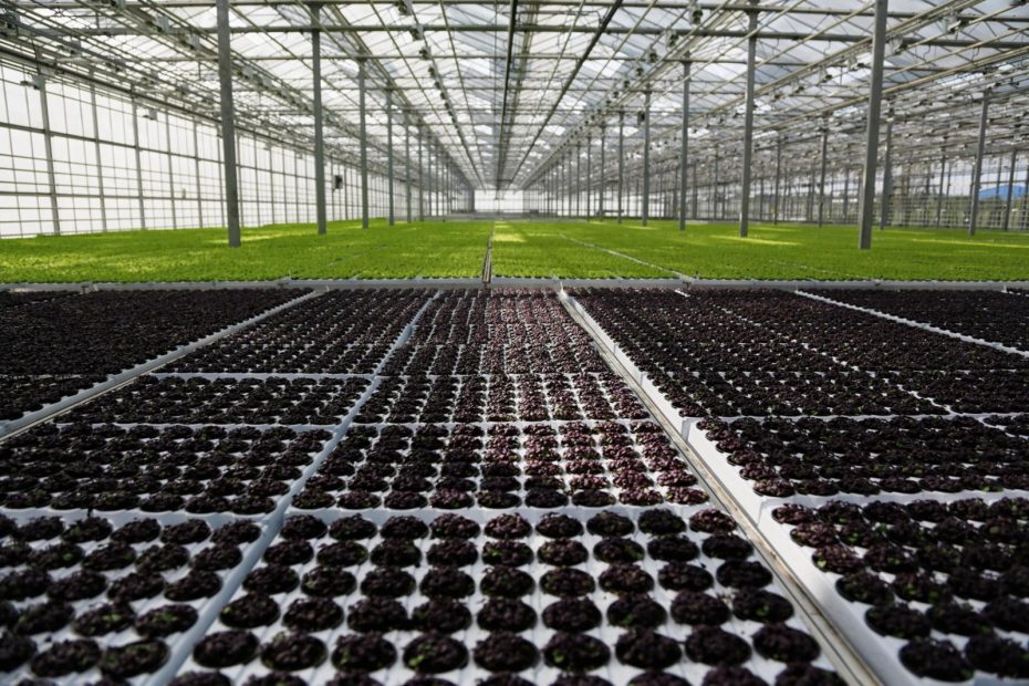 Rows of young cannabis plants grow in a spacious, well-lit greenhouse. This image captures an early cultivation phase, contributing to the broader discussion around how do I know when to harvest cannabis by showing the importance of controlled growth environments.