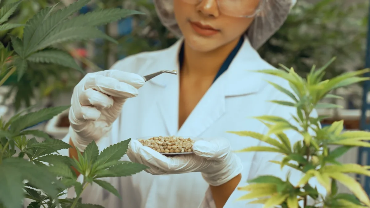 A cannabis lab technician in gloves and protective gear holds a petri dish of seeds and uses tweezers to examine them among cannabis plants. This illustrates why GMP is important in ensuring safe, sterile, and consistent production standards in the marijuana industry.