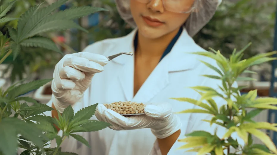 A cannabis lab technician in gloves and protective gear holds a petri dish of seeds and uses tweezers to examine them among cannabis plants. This illustrates why GMP is important in ensuring safe, sterile, and consistent production standards in the marijuana industry.
