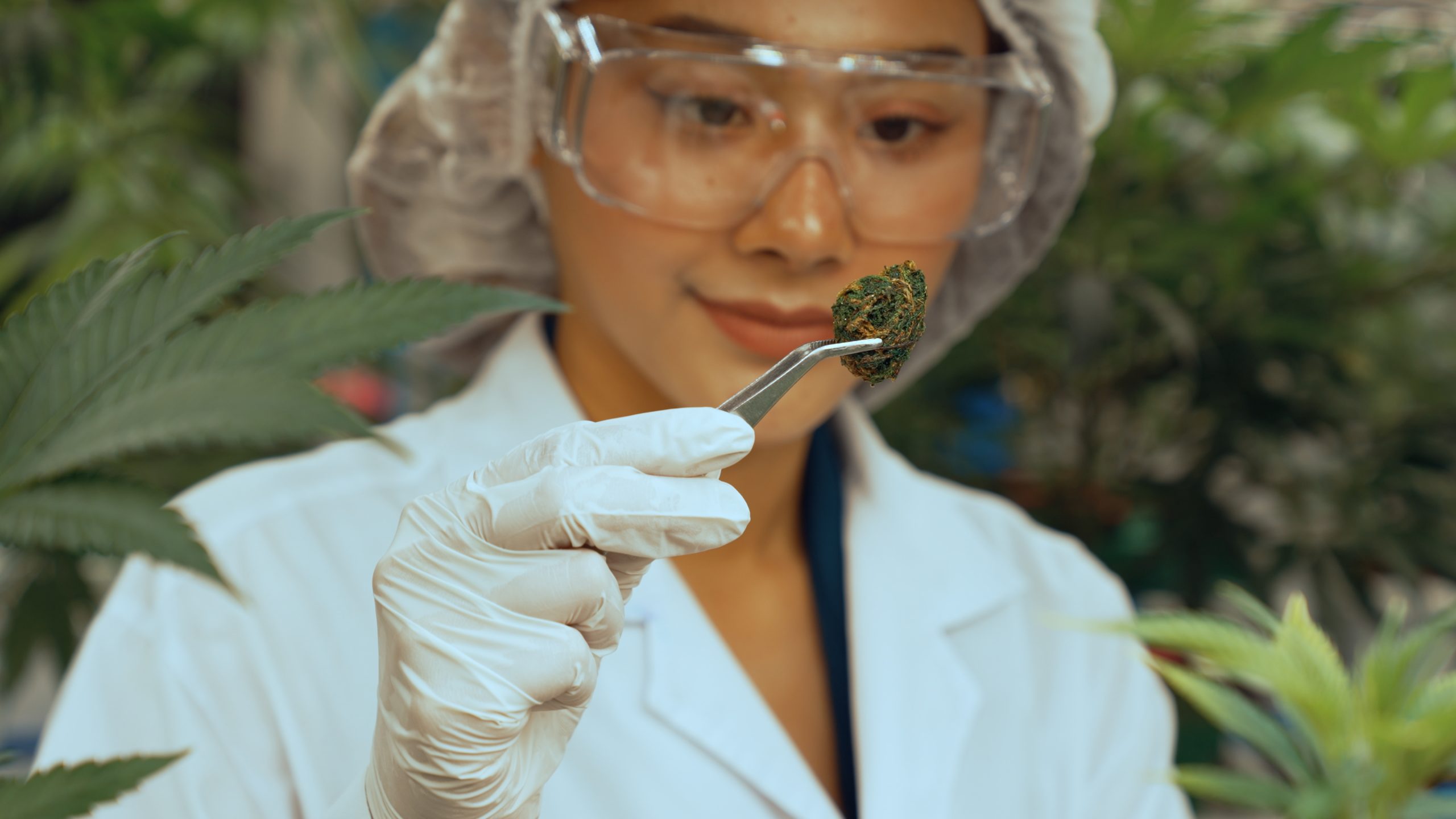 Labortechniker mit Schutzausrüstung untersucht Cannabis-Probe für Qualitätskontrolle und Software-Validierung Prozesse in zertifiziertem Labor
