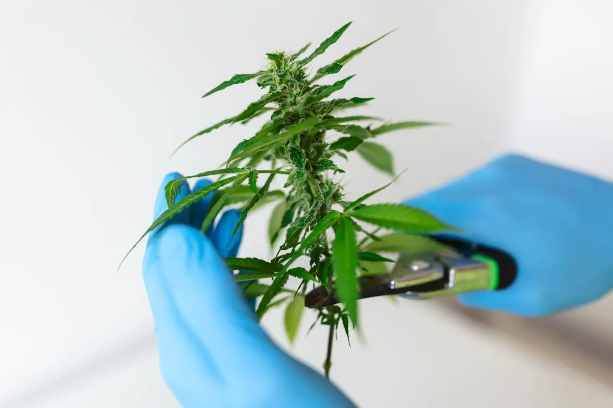 Close-up of gloved hands using pruning shears to trim a cannabis plant, demonstrating how to prune cannabis for healthier growth and improved bud development.