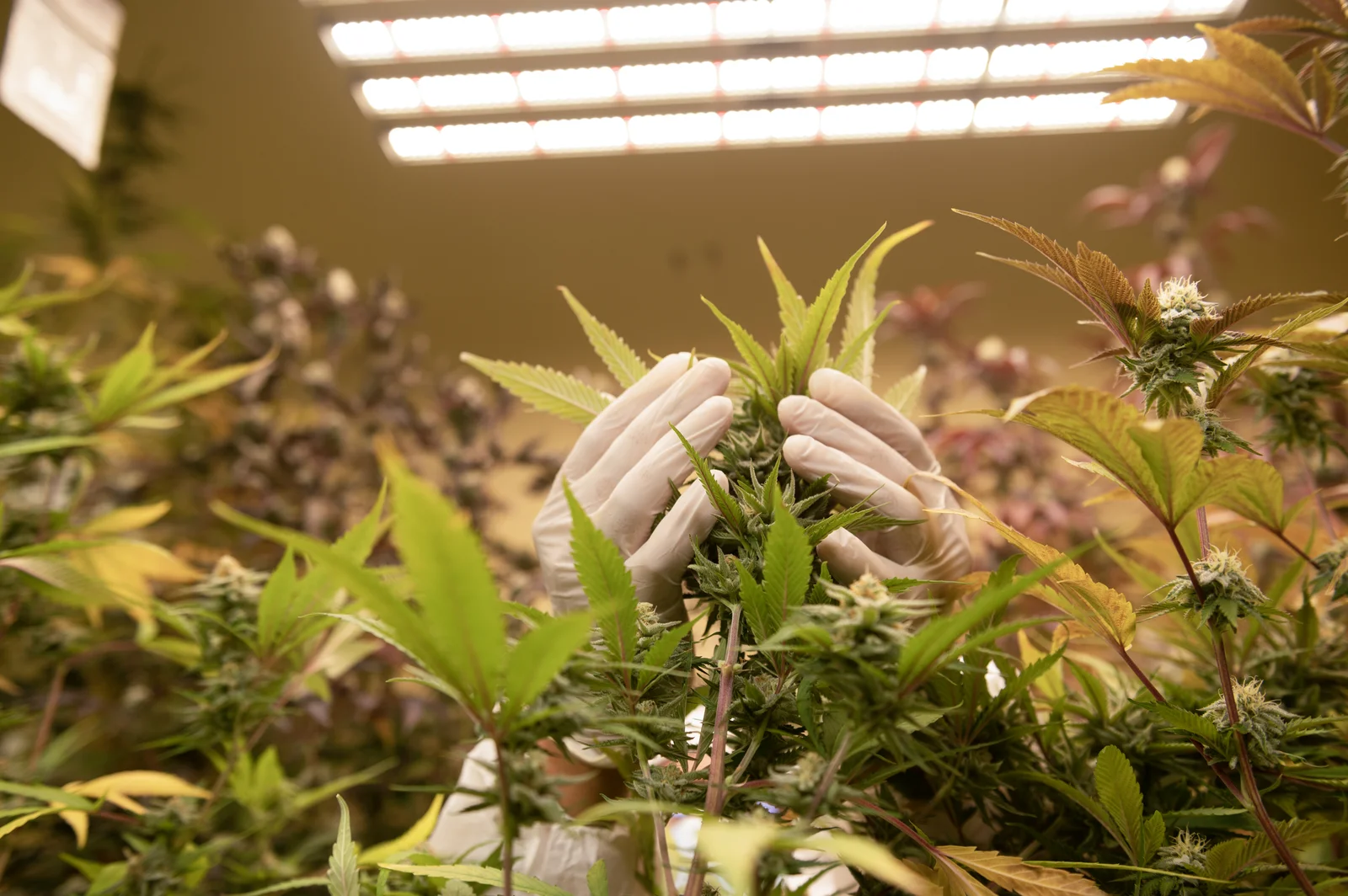 A pair of gloved hands carefully inspecting a maturing cannabis plant under indoor lighting, showcasing the precision in seed to harvest indoor cultivation.
