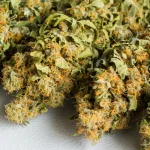 Identifying Quality Cannabis Buds: What to Look for When Buying or Growing