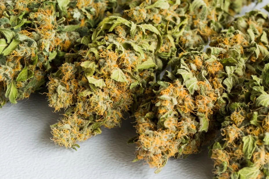 Close-up of mature cannabis buds with vibrant orange hairs and frosty trichomes, illustrating visual cues for how to know when cannabis is ready to harvest.
