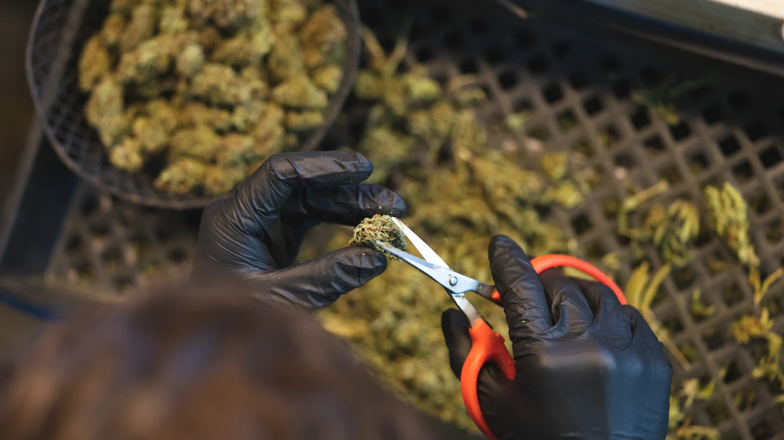 Person wearing black gloves trims a dried cannabis bud with scissors. This is a late-stage step in the timeline of how long to grow cannabis from seed.