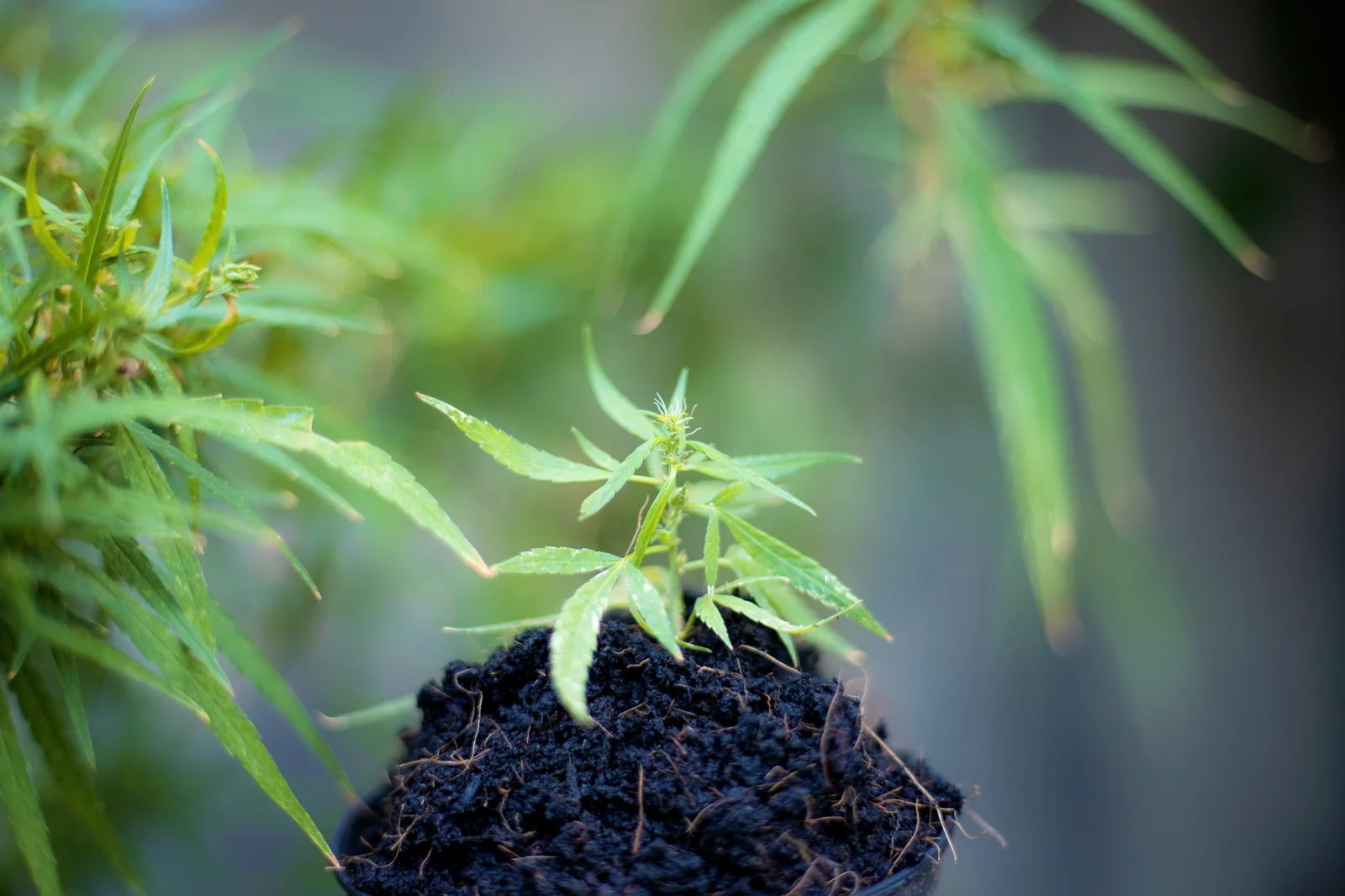 A close-up view of a vibrant cannabis seedling growing in well-aerated soil, surrounded by healthy foliage—demonstrating optimal conditions using the best soil for cannabis.
