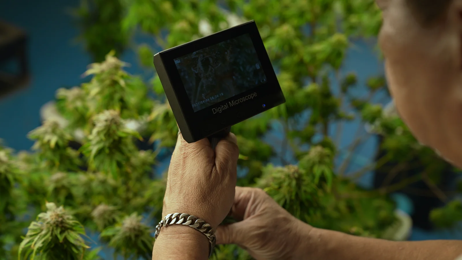 A cultivator uses a digital microscope to inspect cannabis flowers, focusing on trichomes and growth quality, influenced by balanced pH for cannabis.