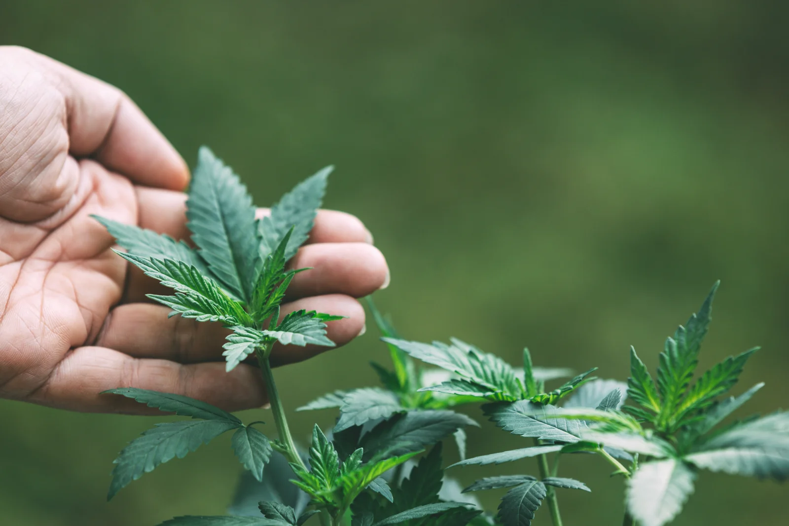 A hand gently holding a young cannabis leaf, illustrating early growth stages — relevant for understanding how long does it take to grow cannabis indoors.