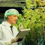 How to Monitor and Adjust pH Levels for Healthy Cannabis Plants