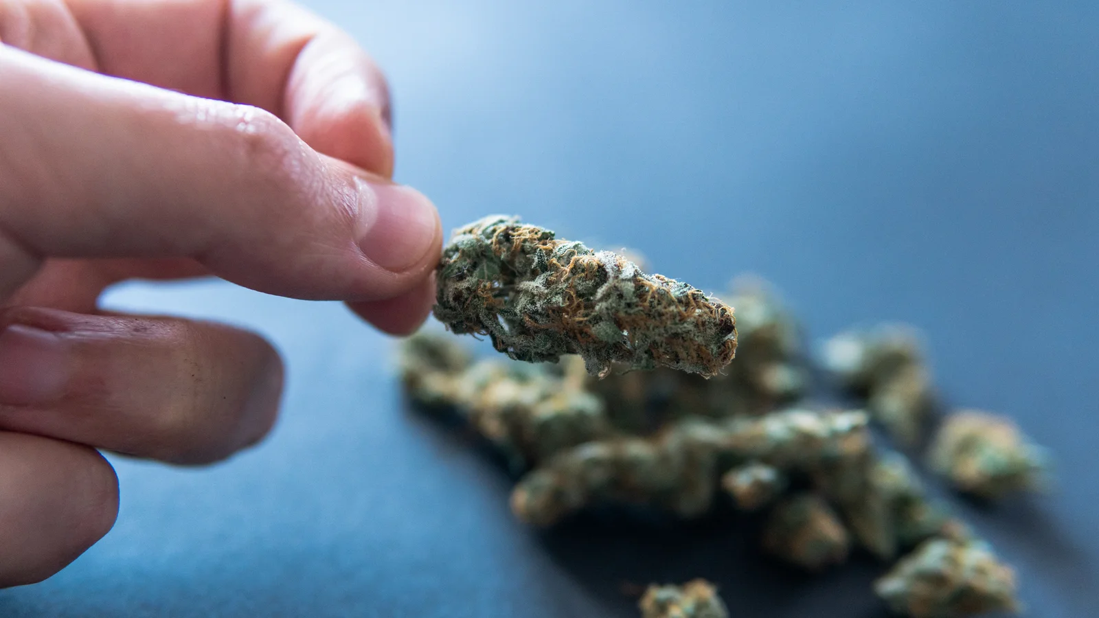 Close-up of a hand holding a dried cannabis bud with other buds in the background, showing raw material selection for a cannabis extractor system.