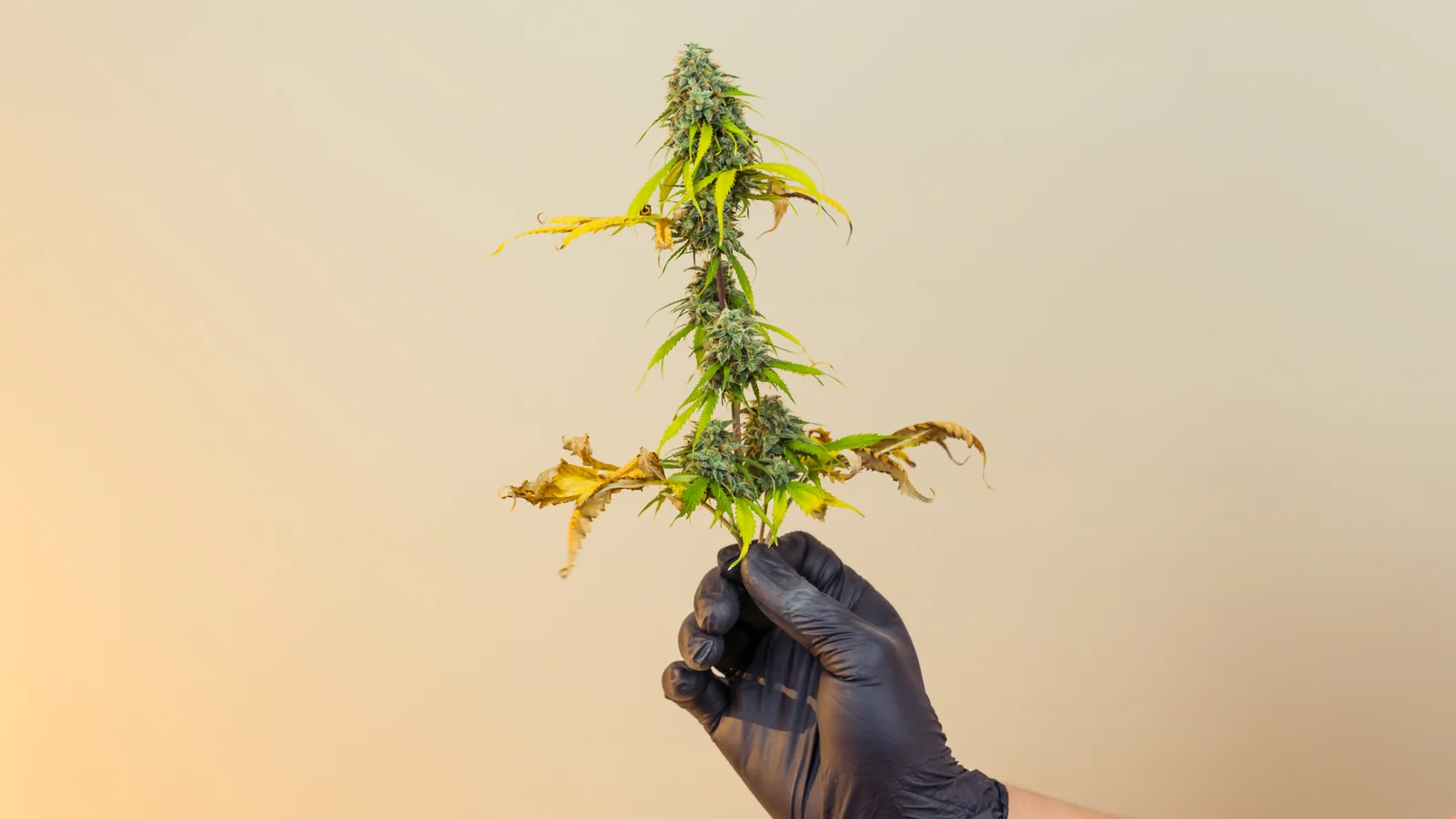 A gloved hand holding a mature marijuana plant with dried leaves, symbolizing harvest inspection and compliance tracking using operational efficiency software.