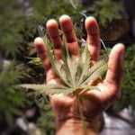 Cannabis for Arthritis: Natural Relief Backed by Research