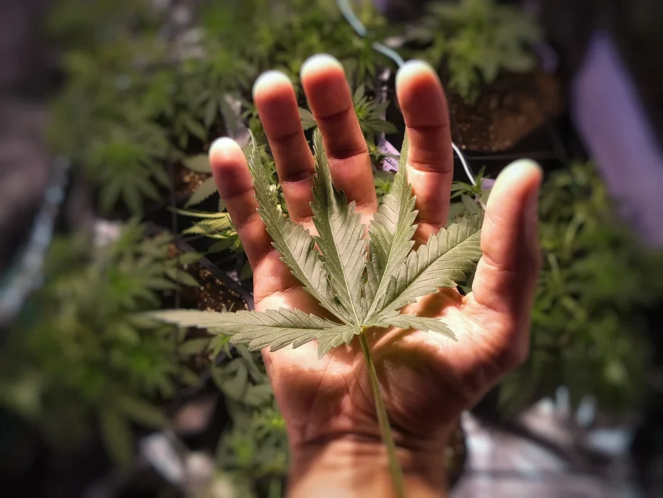 Open hand holding a fresh cannabis leaf in a garden, highlighting the cultivation of cannabis for arthritis treatment and therapeutic applications.