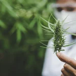 Streamline Production with Cannabis Operational Efficiency Software