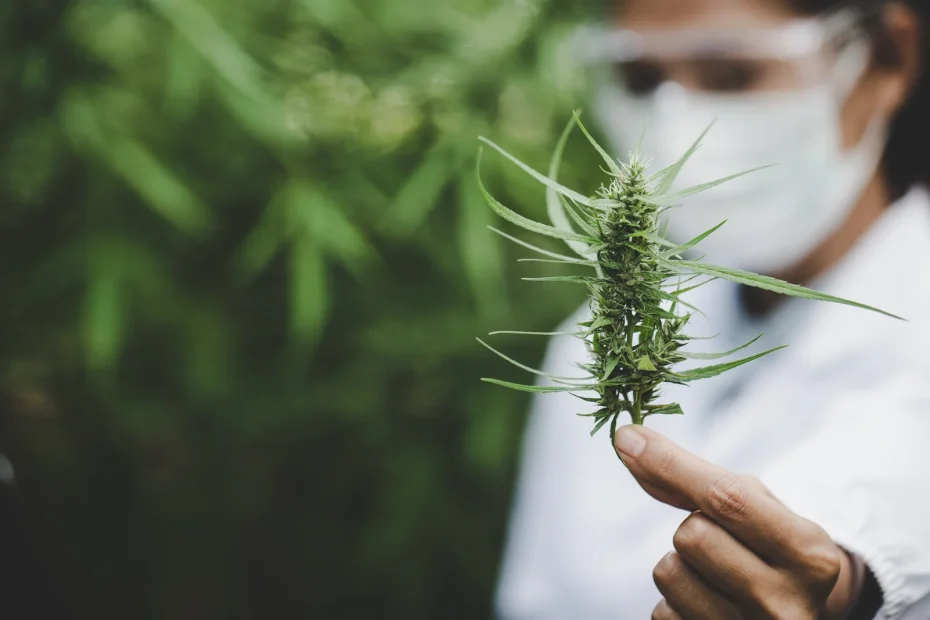 A scientist in protective gear holding a fresh cannabis bud in focus, representing quality control in cultivation, supported by operational efficiency software.