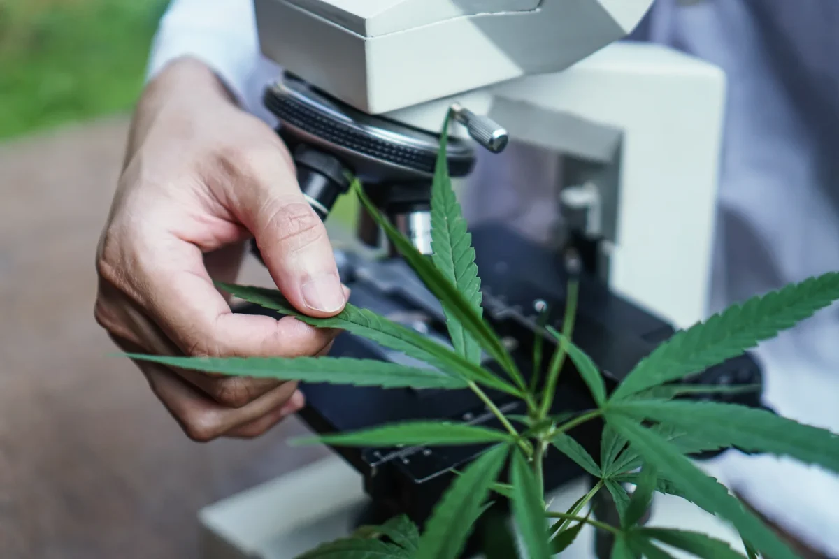 Close-up of a hemp leaf under a microscope, symbolizing lab testing and regulatory steps in understanding what is seed-to-sale software.