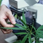 What Is Seed-to-Sale Software The Ultimate Guide