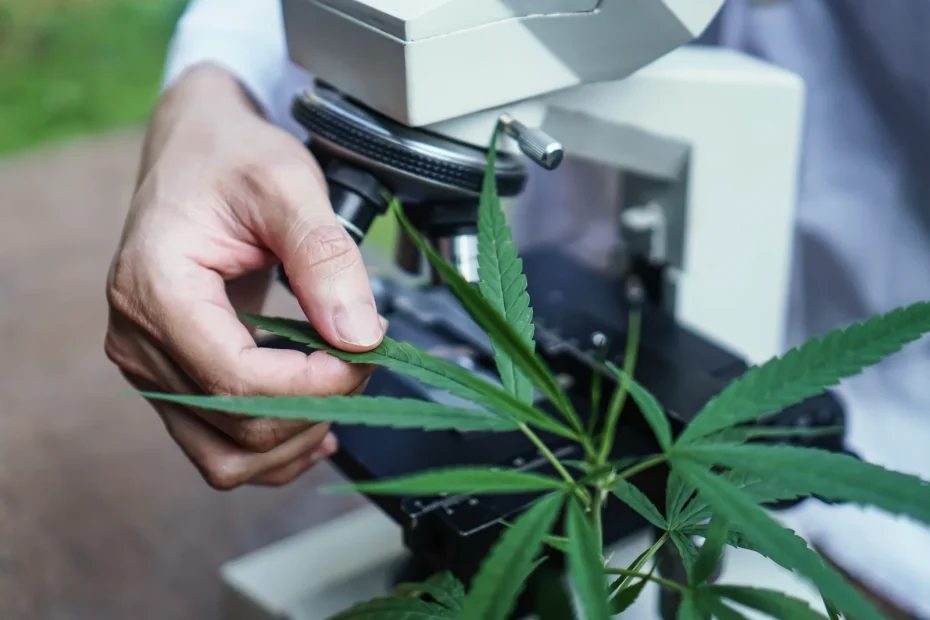 Close-up of a hemp leaf under a microscope, symbolizing lab testing and regulatory steps in understanding what is seed-to-sale software.