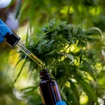 Cannabis Extract Guide: Types, Uses, and Potency Compared