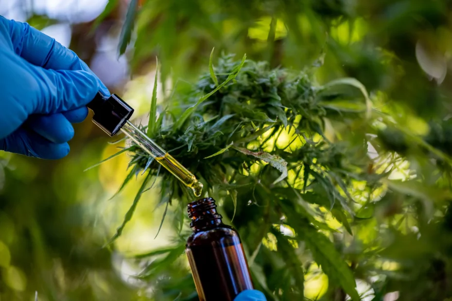 Blue-gloved hand holding a dropper above a live hemp plant with a brown bottle below, illustrating the extraction process of natural cannabis extracts.