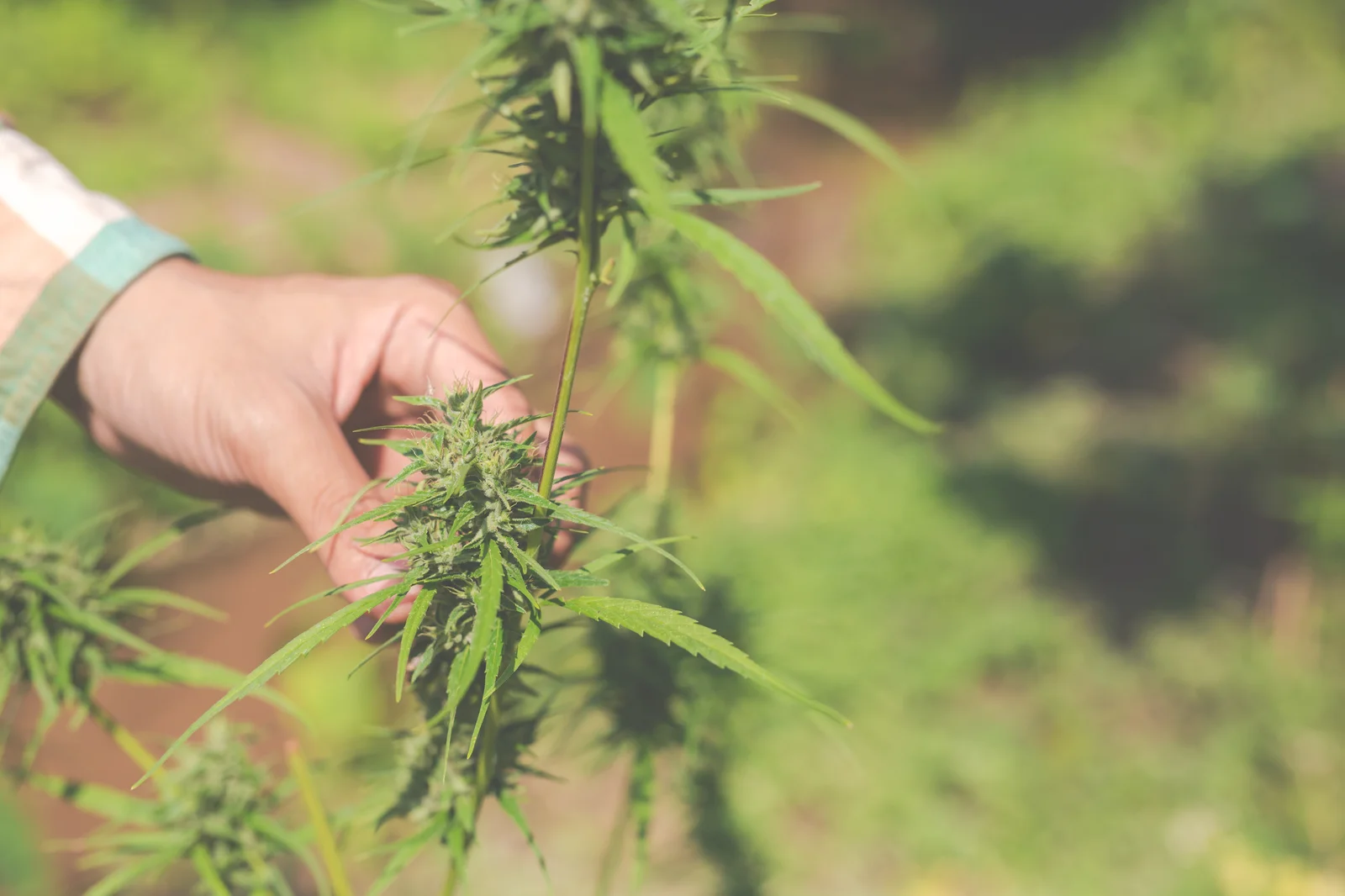 Close-up of a hand examining a cannabis plant on a farm, showing a practical example of how to grow cannabis in outdoor environments.