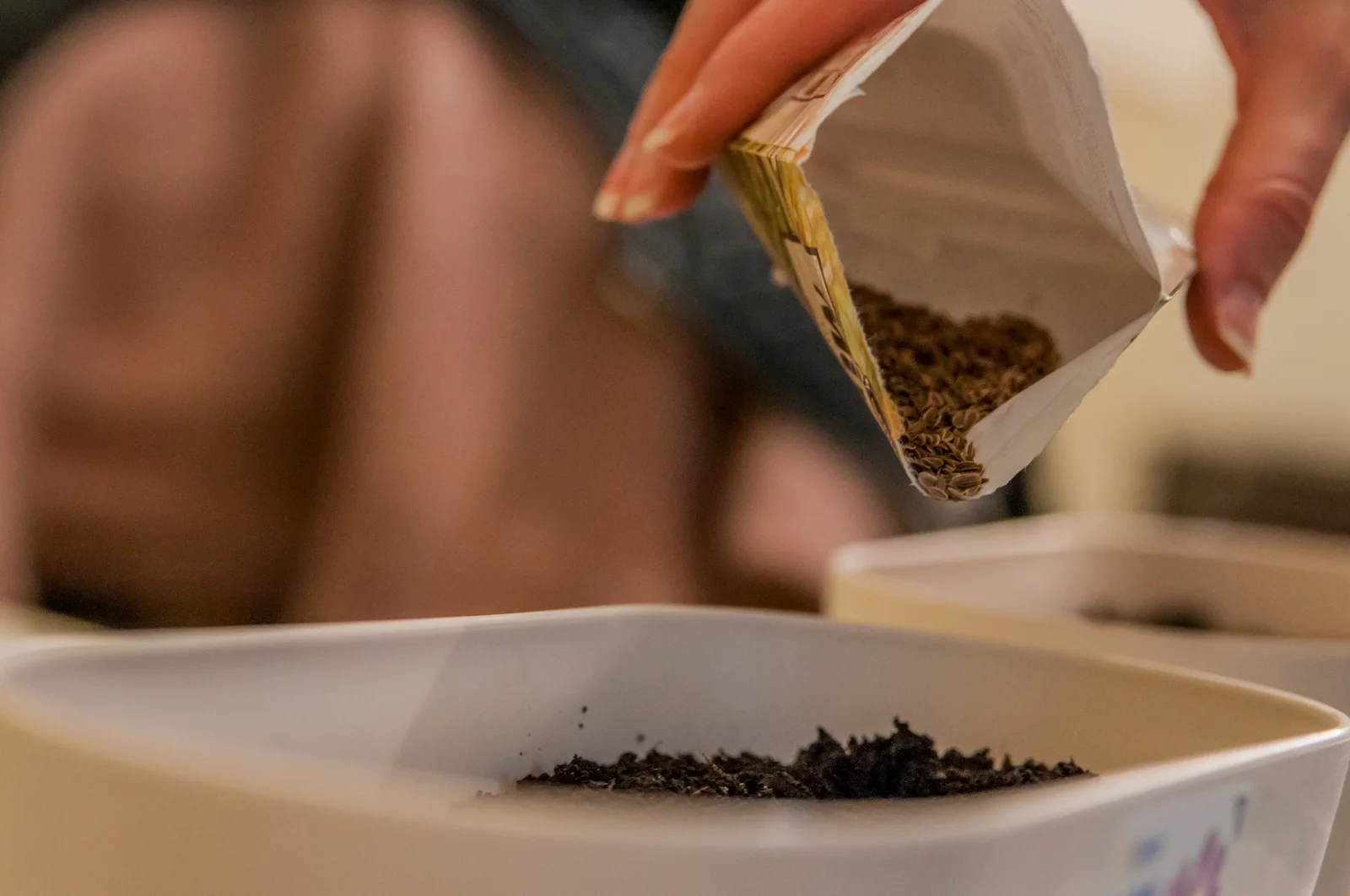 Woman sowing seeds into soil at home, representing the initial steps of how to grow cannabis from seed in indoor containers or pots.