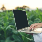 How Do I Know When Cannabis Is Ready to Harvest? Understanding the Growth Cycle