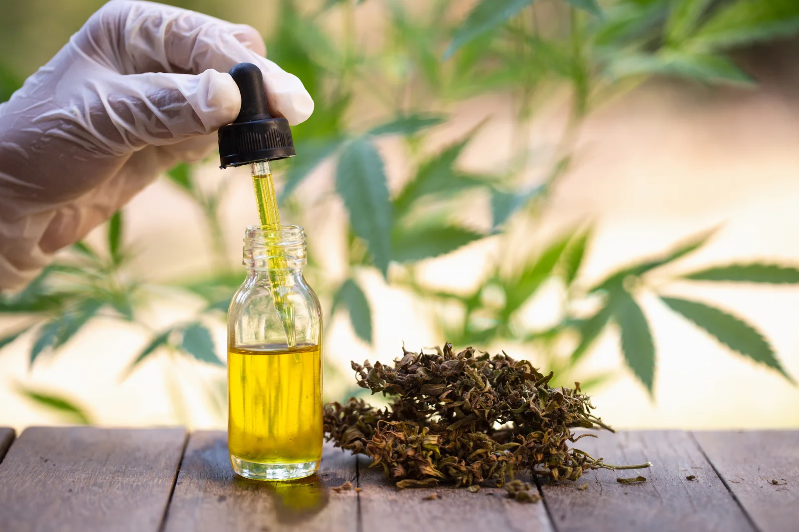 Gloved hand using a dropper to extract golden cannabis oil from a glass bottle, showcasing the purity and precision of cannabis extracts in tincture form