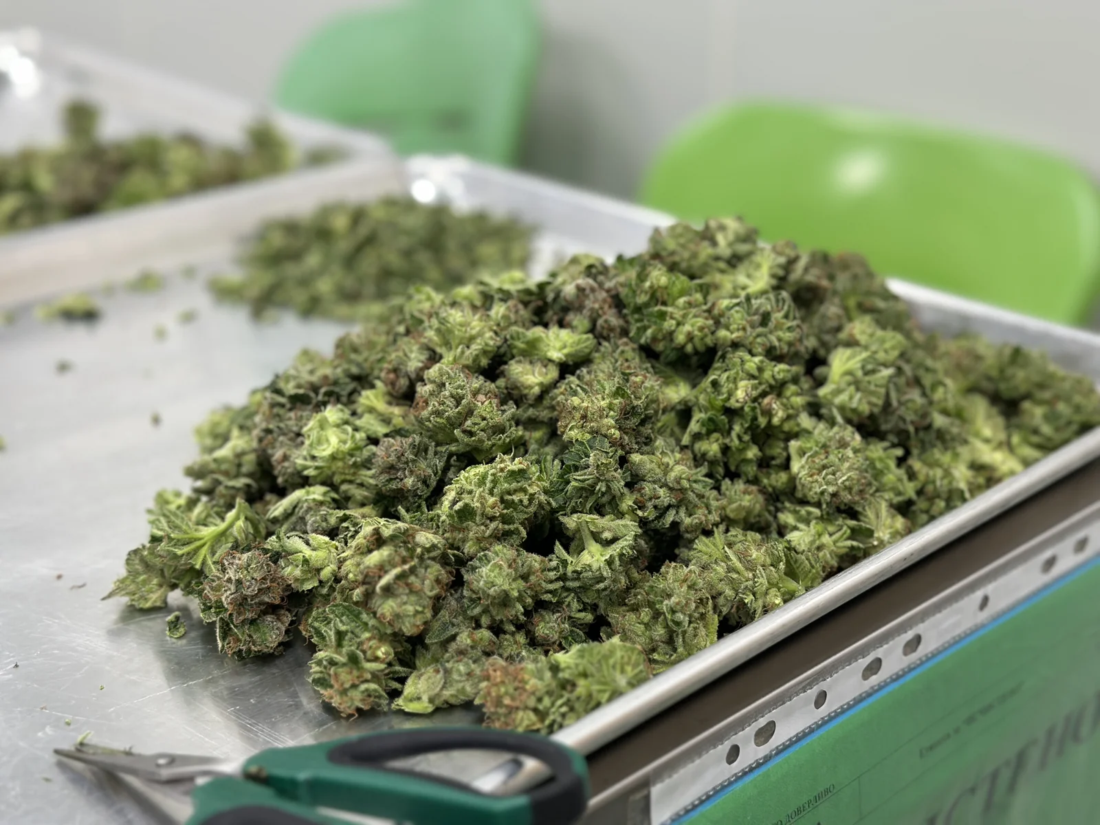 Freshly harvested cannabis buds on a metal tray with trimming scissors nearby, representing the preparation of medical cannabis for arthritis treatment.
