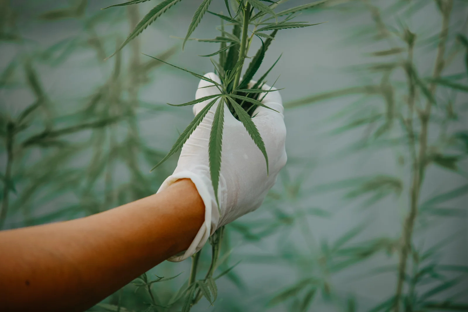 A gloved hand inspects a hemp plant in a greenhouse, a visual reference for explaining what is seed-to-sale software in cultivation tracking and plant monitoring.