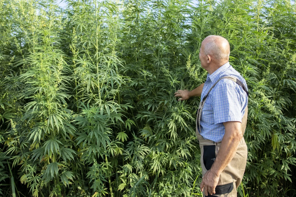 A senior agronomist inspecting mature hemp cannabis plants in a field, offering visual context to compare outdoor versus indoor growth and answer how long does it take to grow cannabis indoors.
