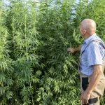 From Seed to Harvest: How Long Does It Take to Grow Cannabis Indoors?