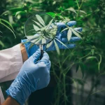 Benefits of Industrial Hemp: Uses, and the Future of Sustainable Agriculture