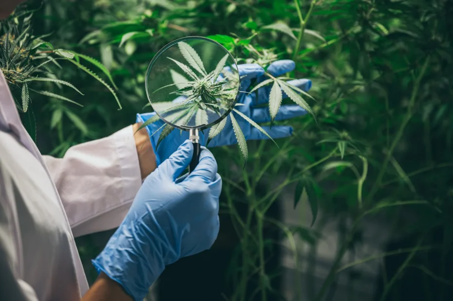 Close-up of a researcher in blue gloves using a magnifying glass to inspect a hemp leaf, symbolizing scientific exploration of the medical and environmental benefits of industrial hemp.