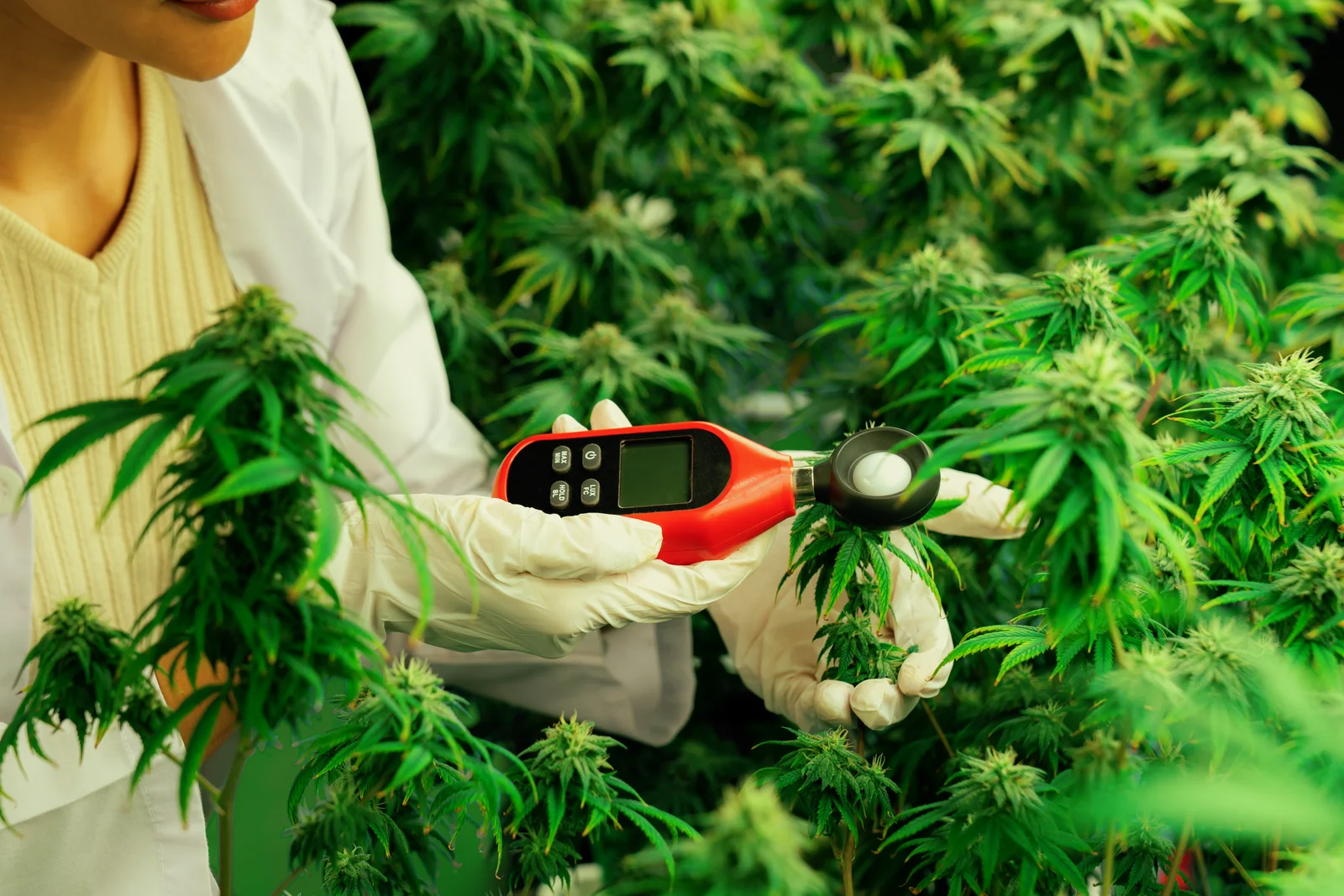 A scientist using a digital light meter to examine cannabis plants in a greenhouse, showcasing research into the benefits of industrial hemp for agriculture and sustainability.