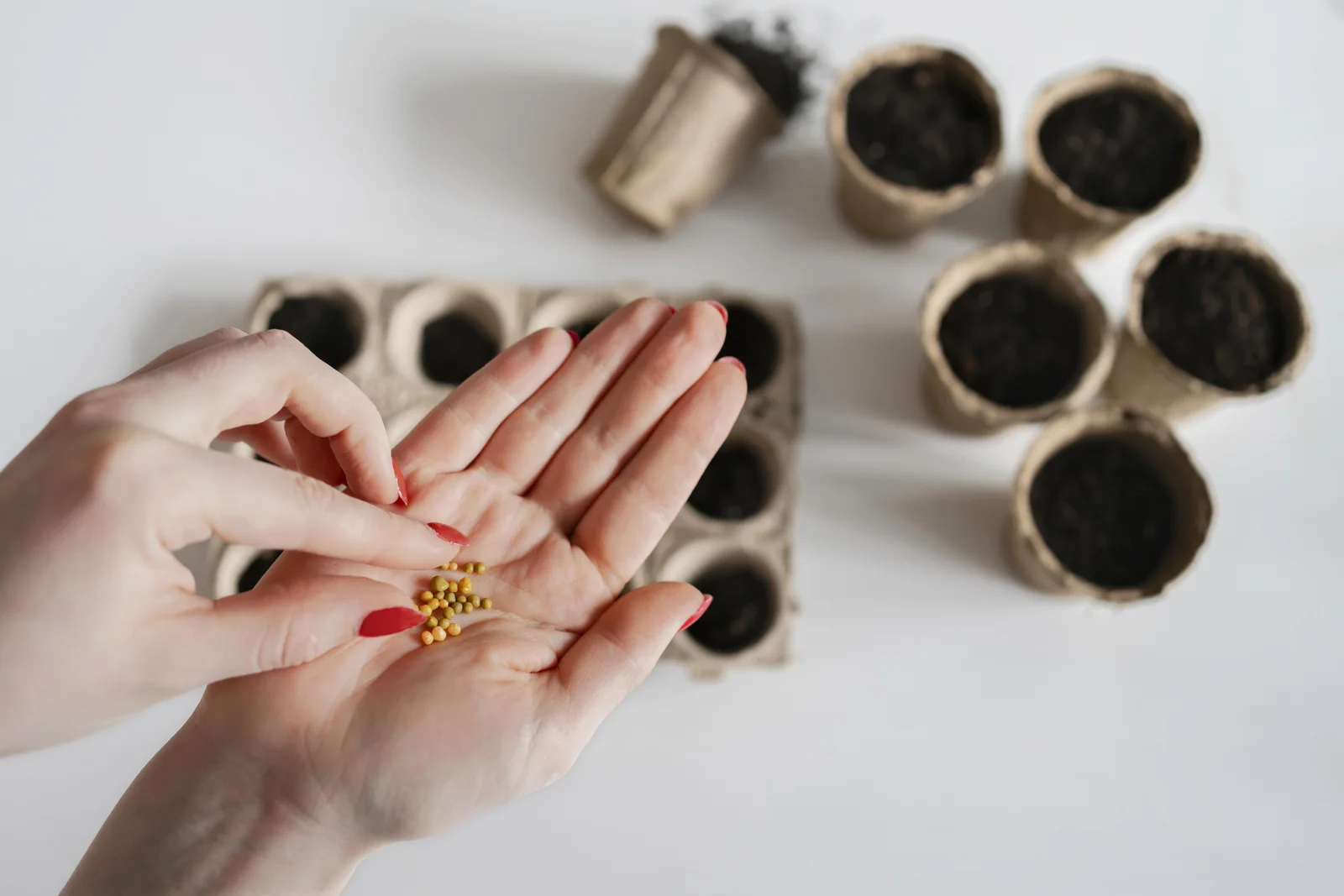 Close-up of hands holding tiny seeds above biodegradable pots filled with soil, demonstrating an indoor setup for how to grow cannabis seeds from scratch.