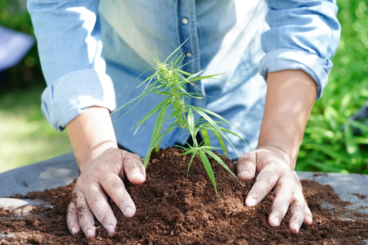 A person in a denim shirt gently planting a young cannabis plant into a mound of loose, nutrient-rich earth—highlighting hands-on use of the best soil for cannabis cultivation.