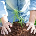 Best Soil for Cannabis: Nutrient-Rich Mixes for Maximum Growth