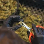 Cannabis Extracting Machines: What They Are and How They Work