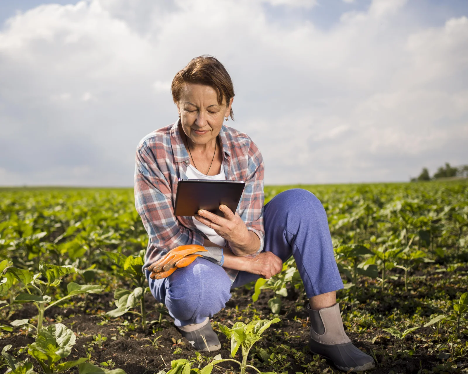 Woman crouching in a green field, using a tablet to research techniques on how to grow cannabis seeds, surrounded by healthy young plants under a cloudy sky.