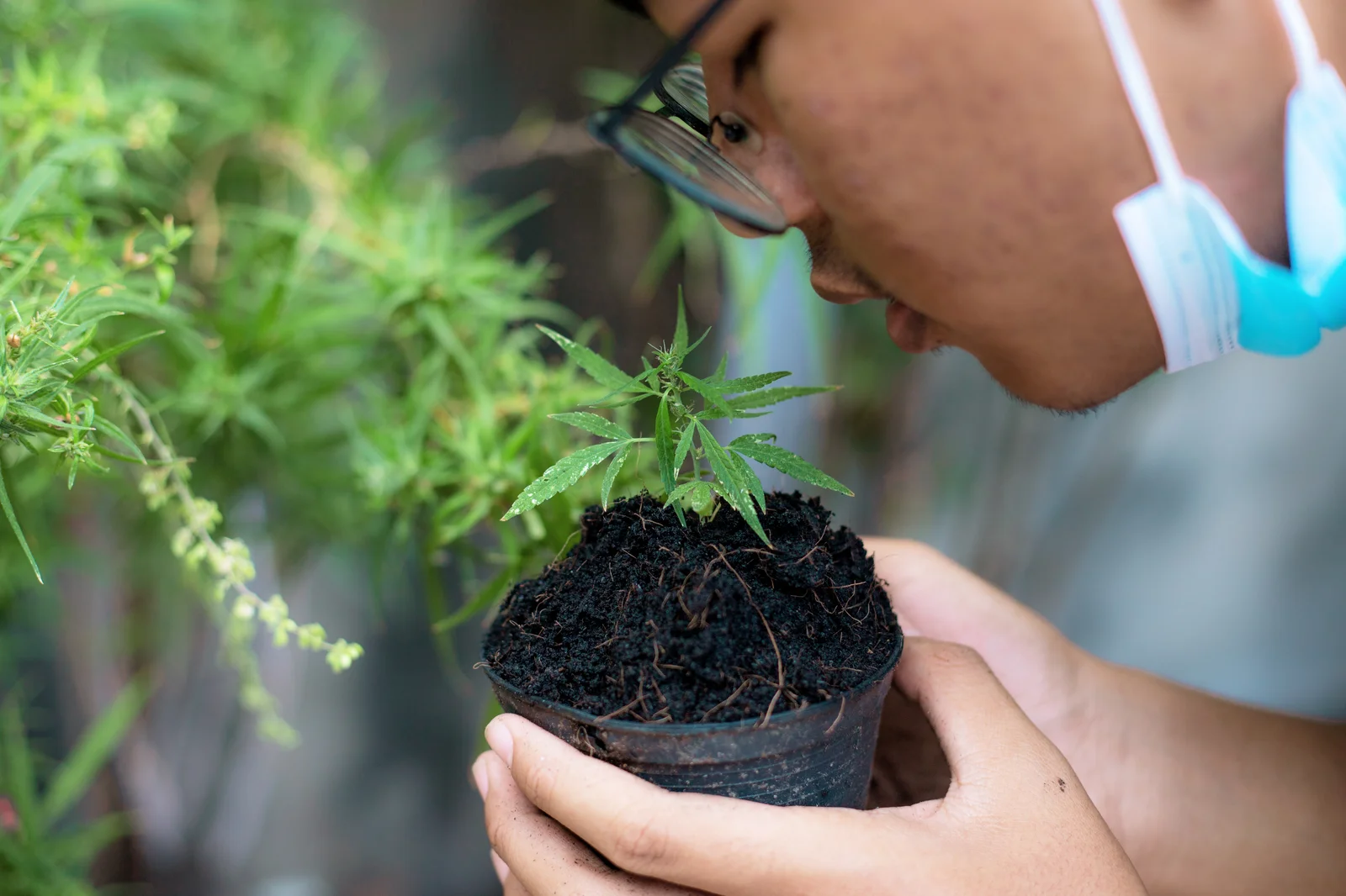 A young researcher closely examining a cannabis seedling in a small pot filled with rich, dark soil—illustrating the importance of choosing the best soil for cannabis growth.