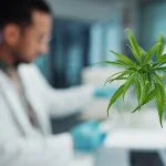 Cannabis Marketing: Strategies to Grow Your Brand in a Regulated Industry