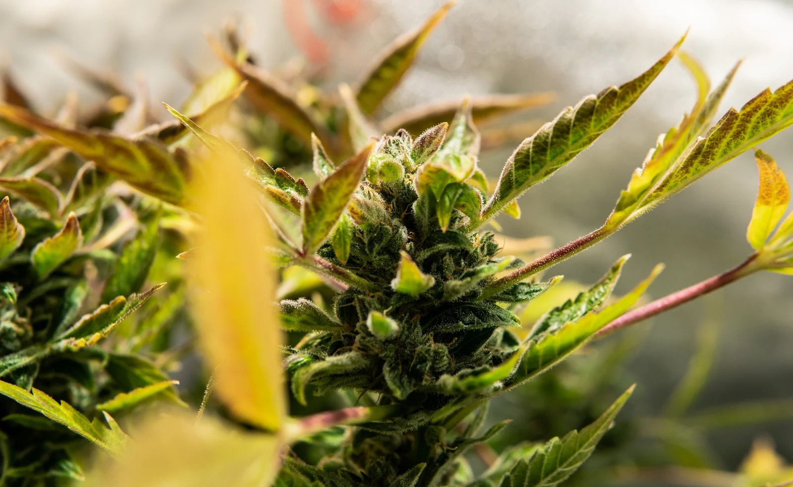 Macro shot of a healthy cannabis bud with nearby cannabis leaves turning yellow, indicating natural aging or nutrient deficiencies.