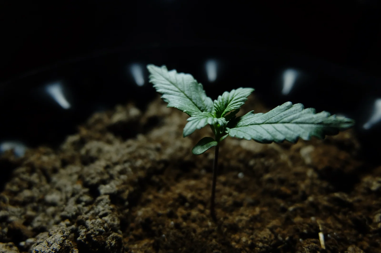 Small cannabis seedling emerging from soil under controlled lighting, representing the initial stage of cultivation where plant growth regulators can enhance root and leaf development.